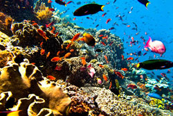 snorkel in komodo