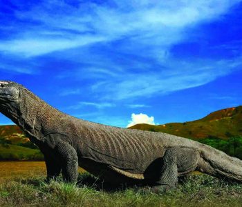 komodo national park