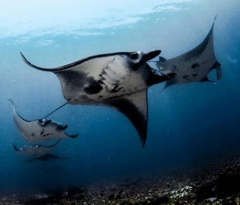 manta train komodo