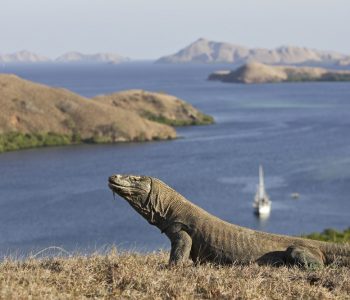 picture of Komodo dragon