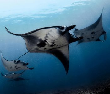 scuba diving komodo