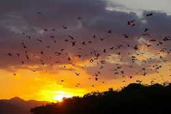 Kalong-Island-Things