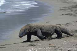 Komodo-Dragon-Things