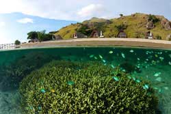 Sebayur-Snorkelling-Things