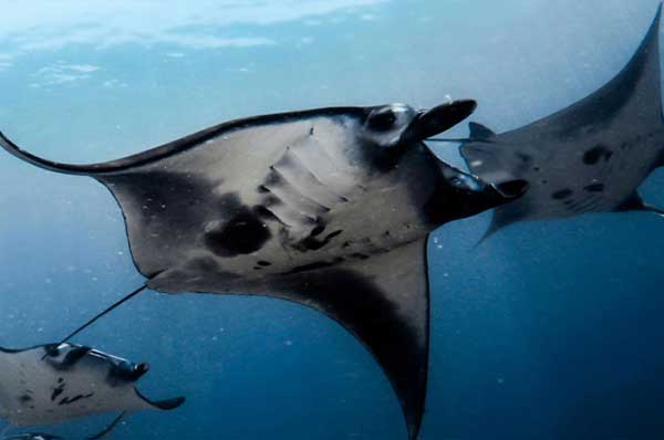 Stay-And-Dive-Carousel-6